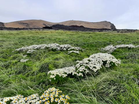 Gróskumikið graslendi á sandorpnu hrauni í elsta hluta máfavarps á suðurhluta Surtseyjar