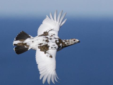 Rjúpa, fullorðinn kvenfugl á Tjörnesi í maí 2016