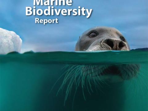 Kápa skýrslunnar „State of the Arctic Marine Biodiversity Report“ 
