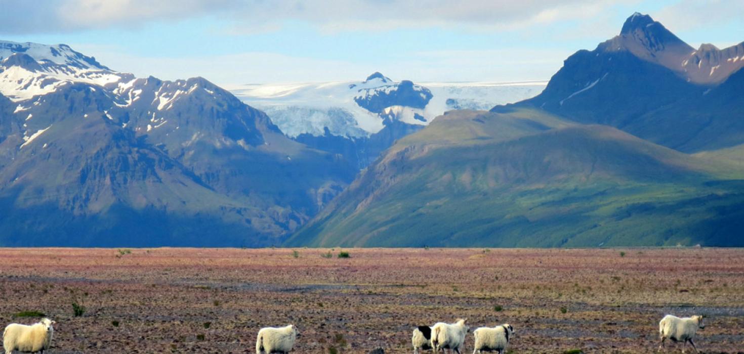 Sauðfé á Skeiðarársandi