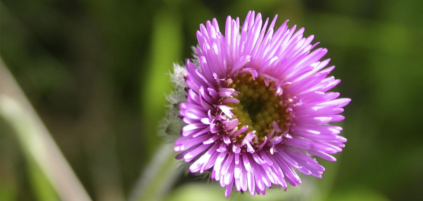 Jakobsfífill, Erigeron borealis