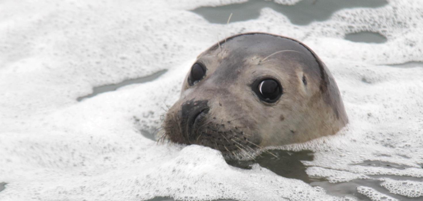 Landselur við Surtsey