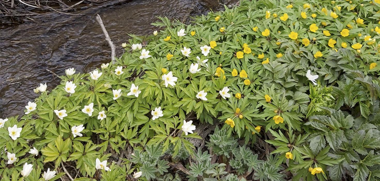 Slæðingarnir skógarsóley, Anemone nemorosa, og gullsnotra, Anemone ranunculoides, í Vaðlareitnum í Eyjafirði