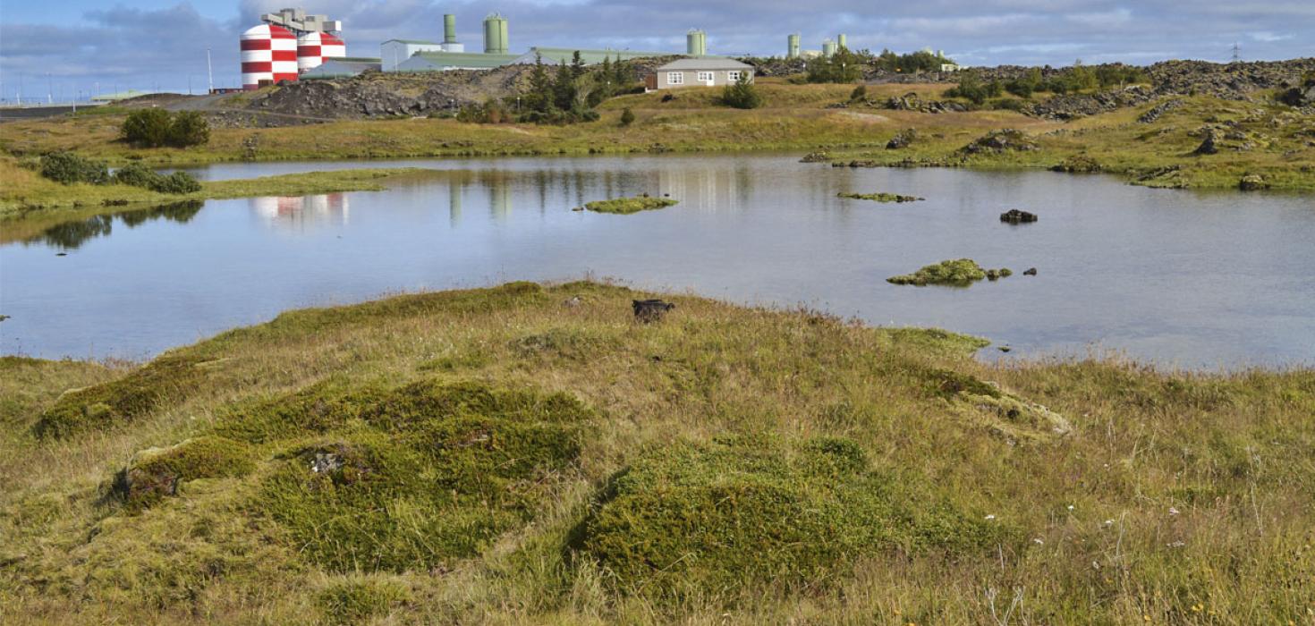 Sýnatökustaður mosa (92A) við Gerði í Straumsvík