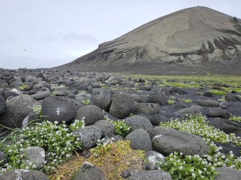 Máfshreiður innan um lábarða hnullunga og fjörukál á norðurtanga Surtseyjar