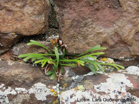 Skeggburkni (Asplenium septentrionale) 