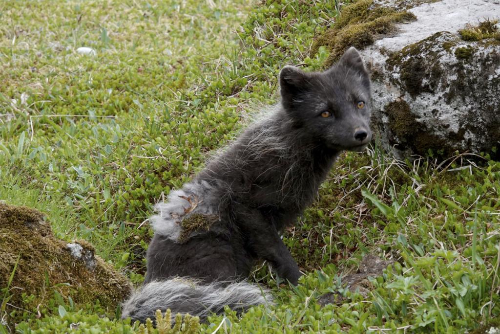 Arctic fox population monitoring | Náttúrufræðistofnun Íslands