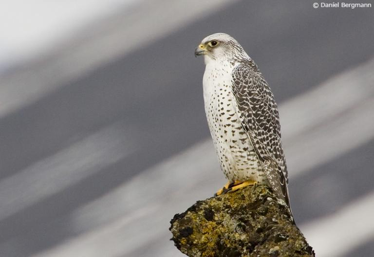 Fálki (Falco rusticolus)