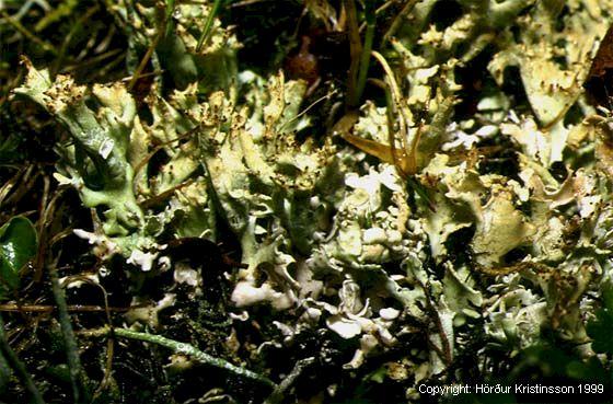 Mynd af Digurkrókar (Cladonia turgida)