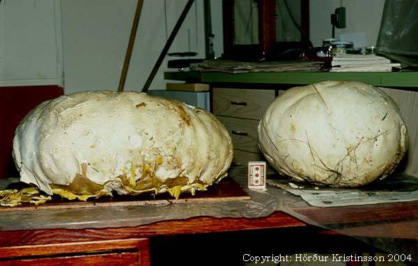 Mynd af Jötungíma (Calvatia gigantea)