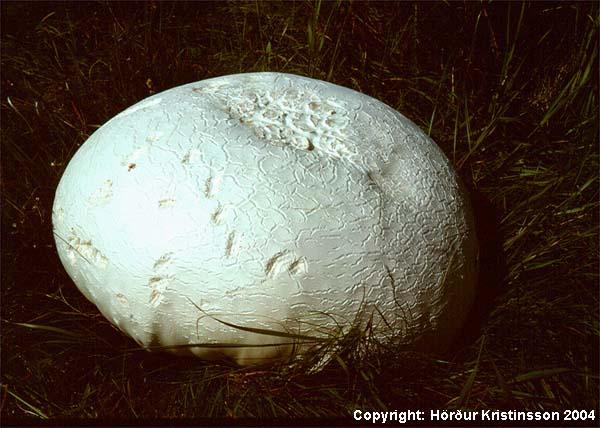 Mynd af Jötungíma (Calvatia gigantea)